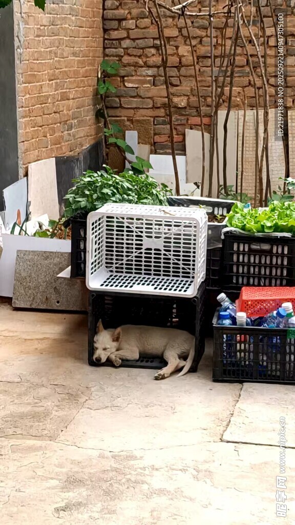 墙角下的猫咪与电器杂物