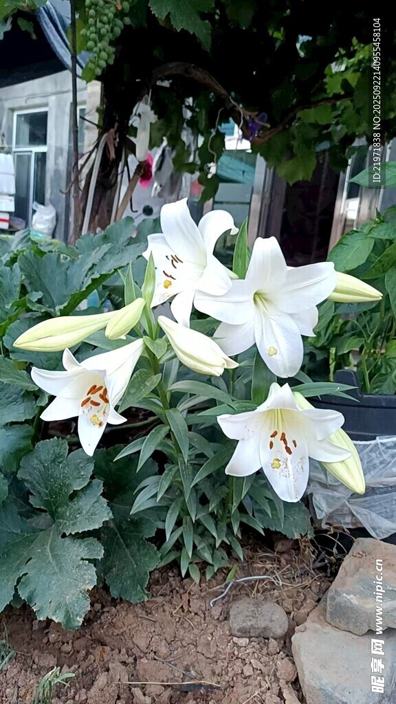 庭院中绽放的美丽百合花