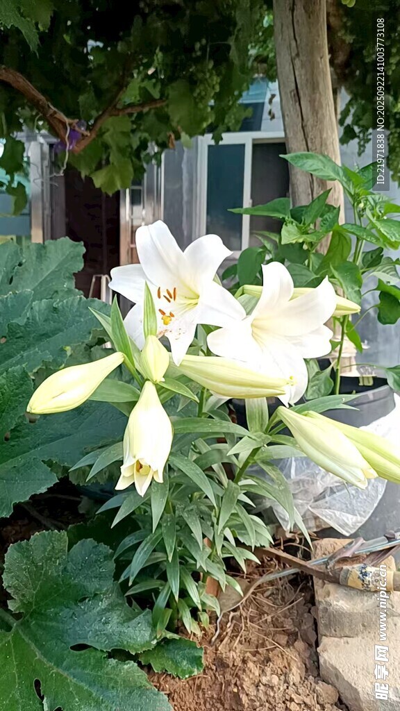 绽放的白色百合花