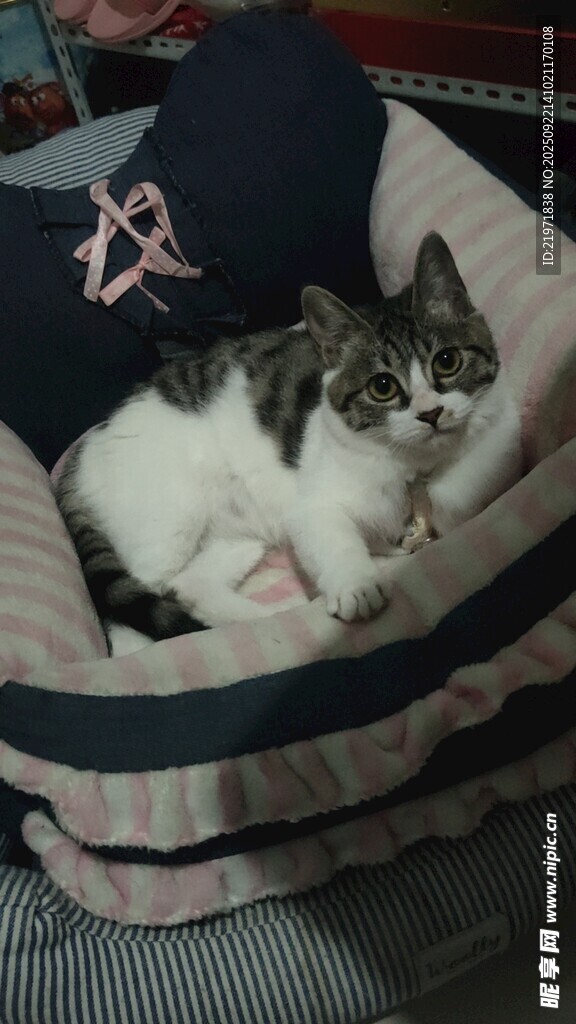 猫咪惬意躺卧在宠物床中