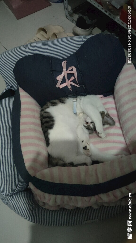 猫咪惬意躺卧在宠物窝中