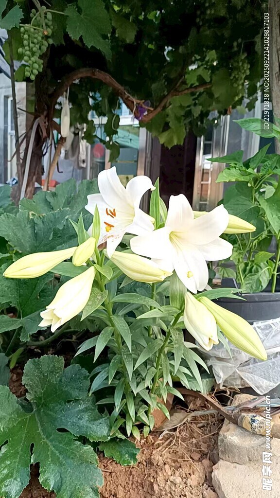 绽放的白色百合花