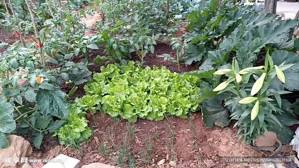 菜园里的多样绿色蔬菜