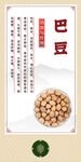 中药材 巴豆展示
