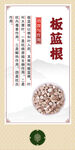 中药材 板蓝根展示