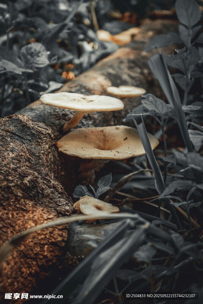 林间生长的几簇野生蘑菇