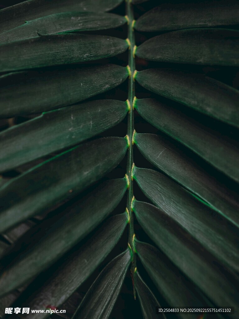 深绿棕榈叶纹理特写