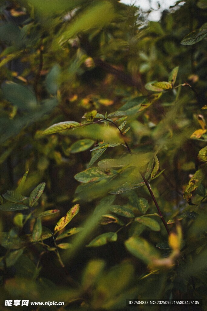 绿叶繁茂的植物景象