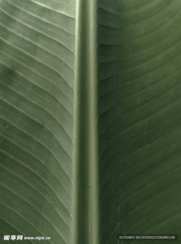 芭蕉叶纹理特写