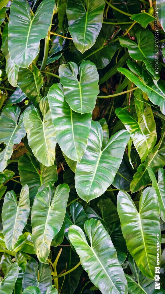 翠绿斑斓的热带植物叶片