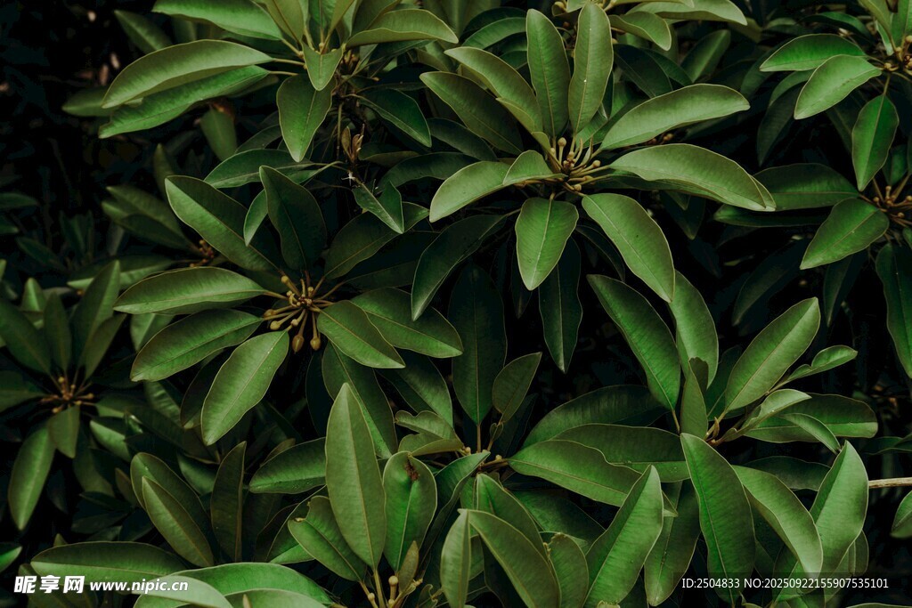 茂密绿叶植物特写
