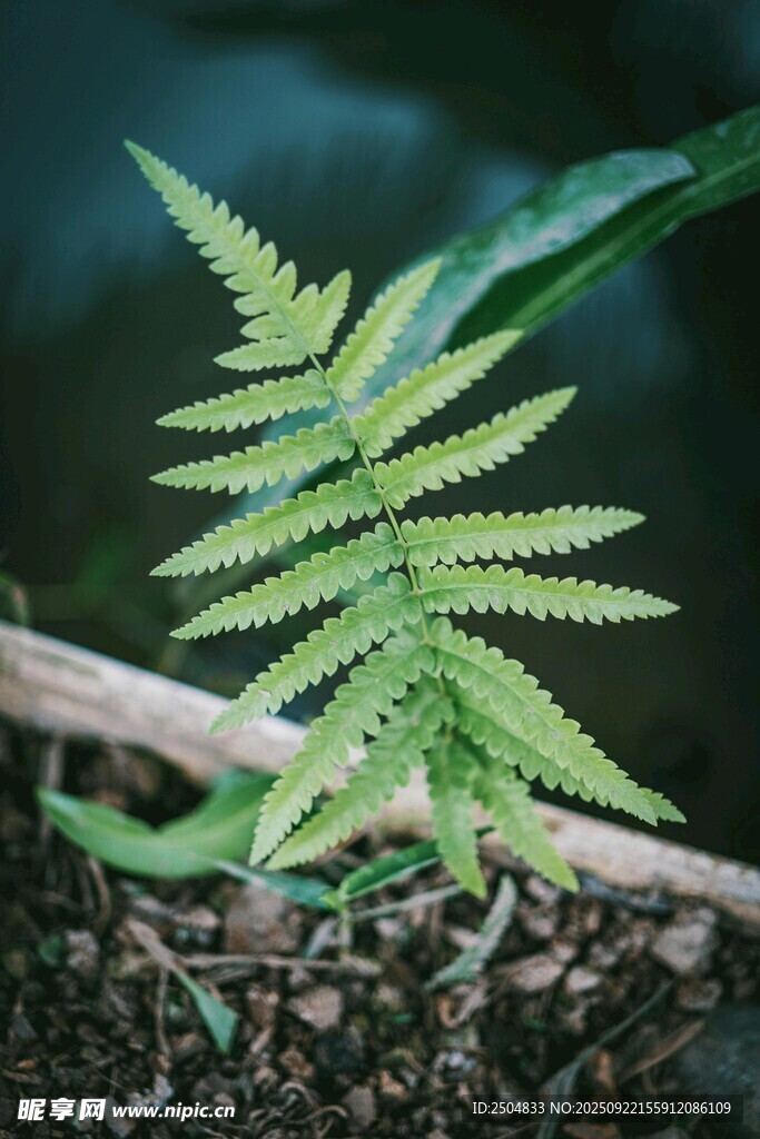 嫩绿蕨类植物特写