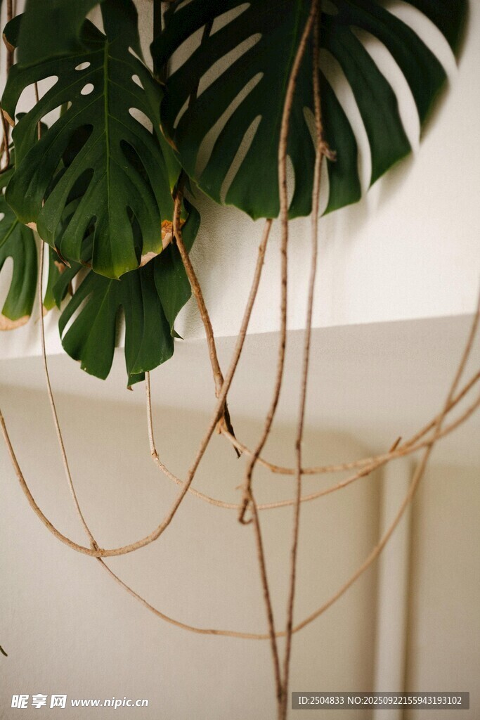 室内悬挂绿植藤蔓景观