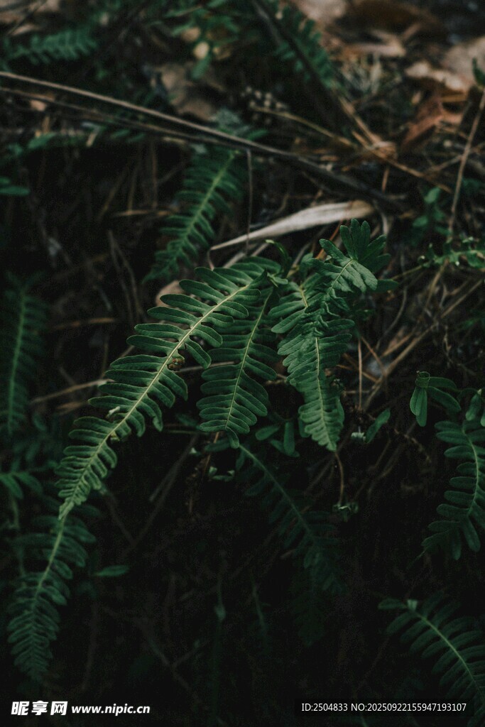 翠绿蕨类植物特写