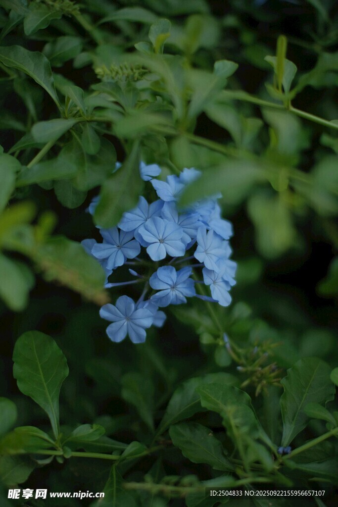 蓝色小花绽放绿叶间