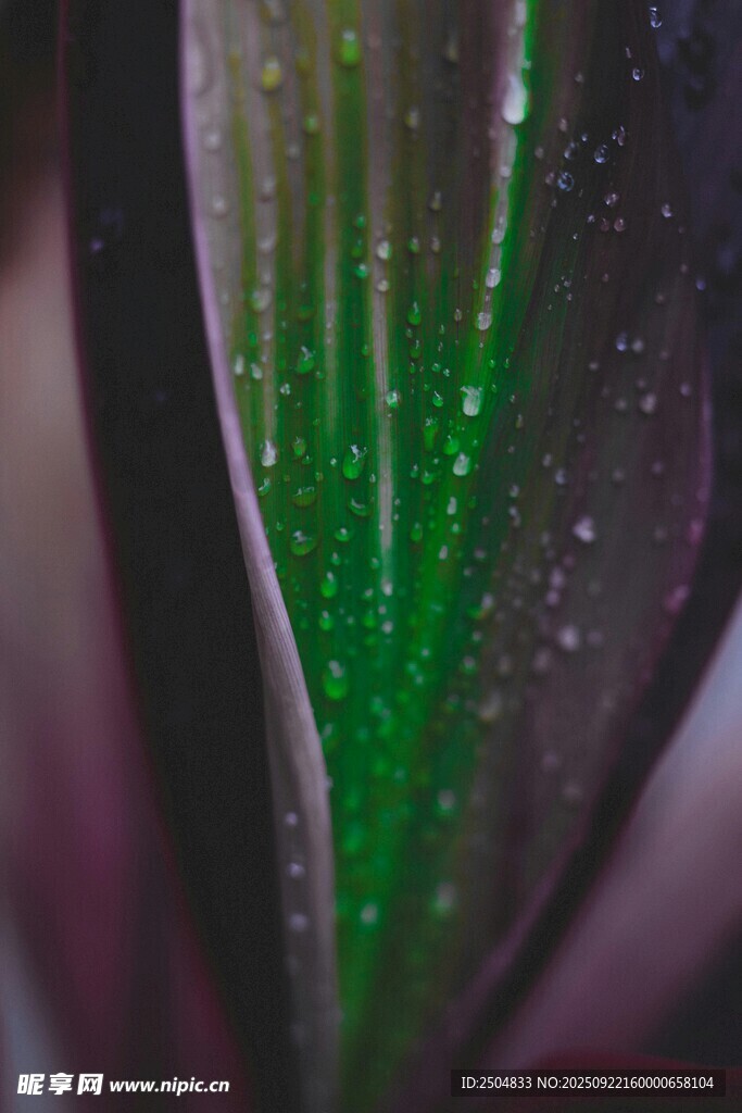 神秘绿色植物内部特写