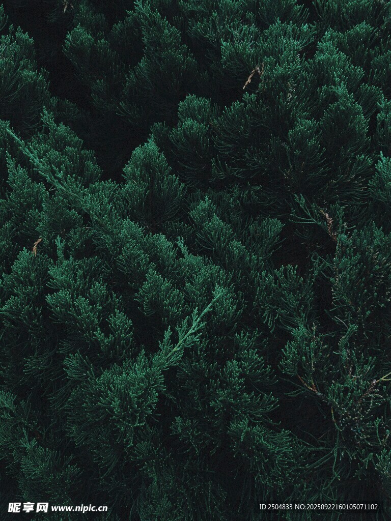 俯瞰茂密翠绿森林景观