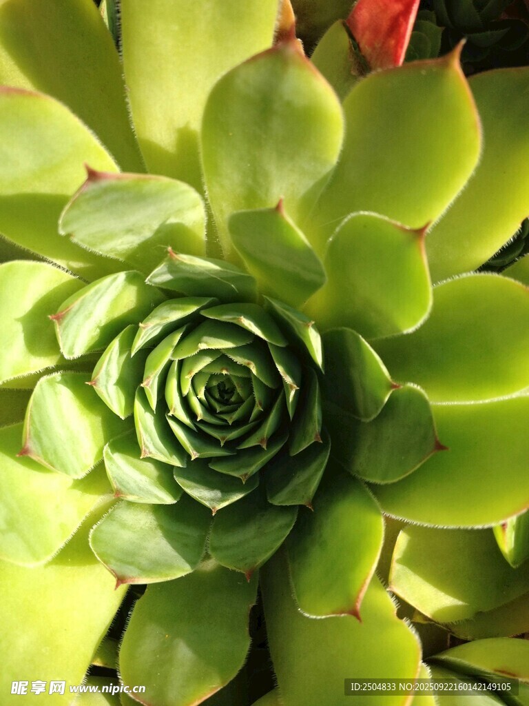 翠绿多肉植物特写