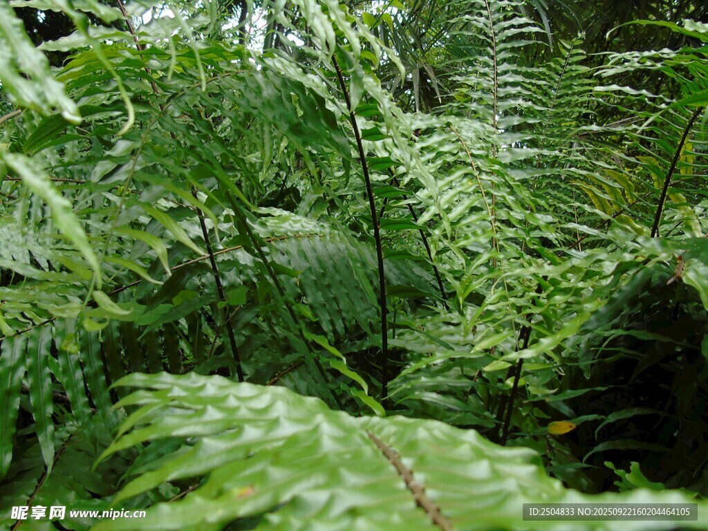 茂密蕨类植物丛林景象