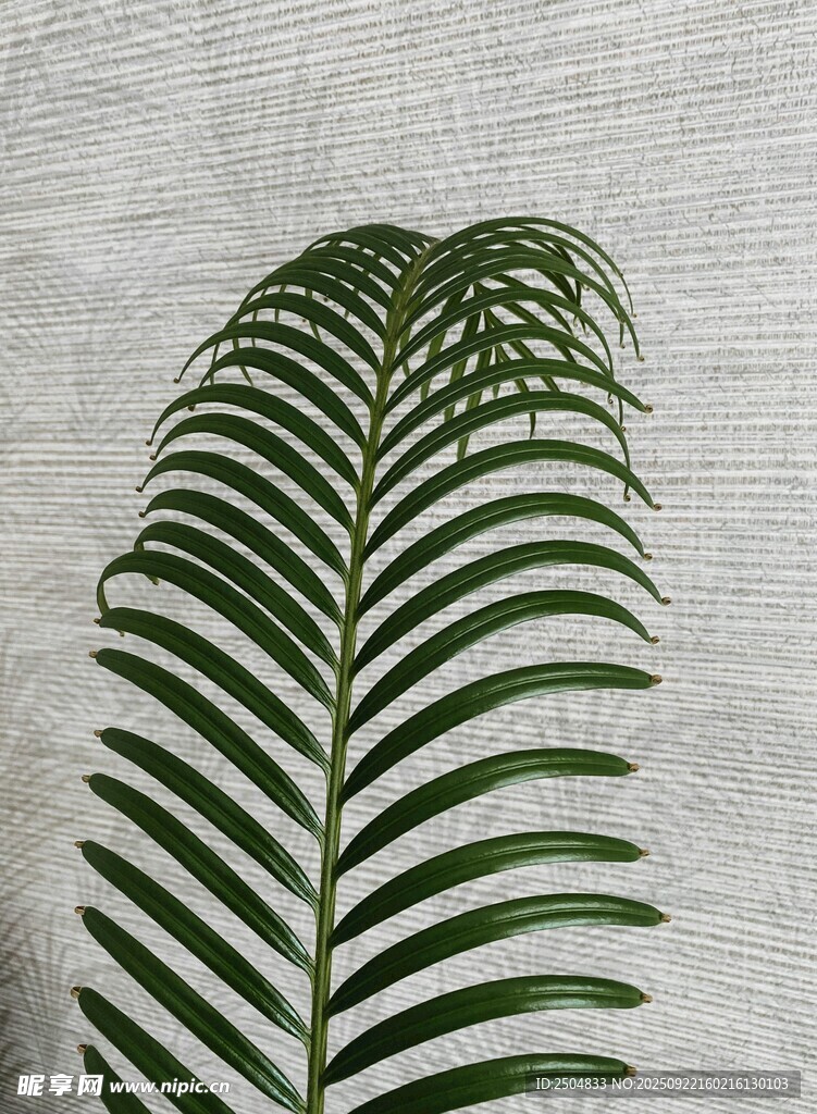 单片羽状蕨类叶片特写