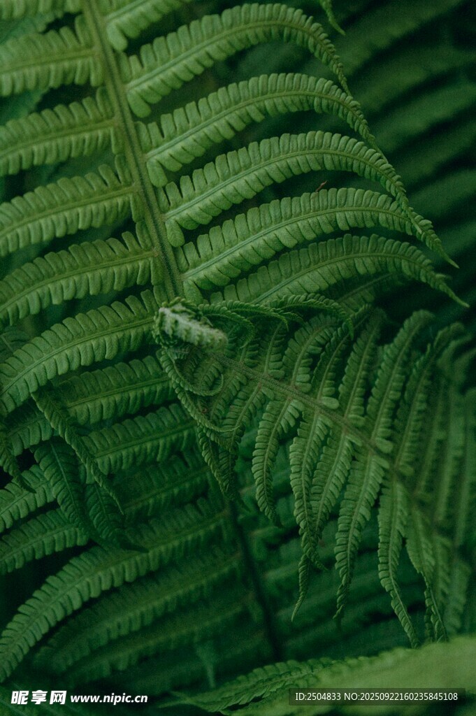 蕨类植物叶片特写