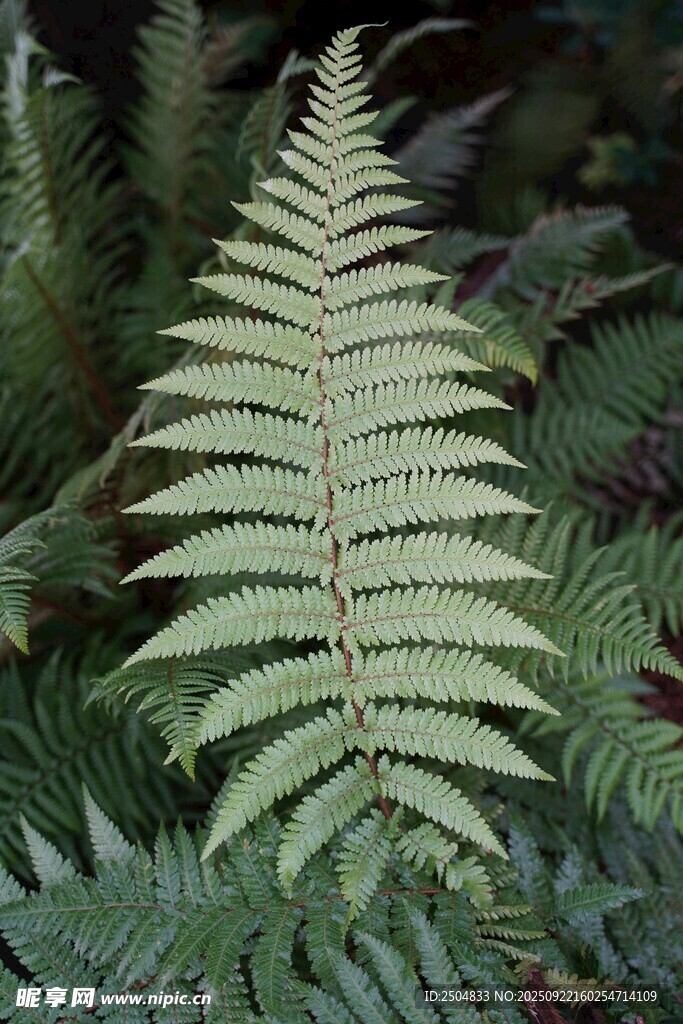 单片蕨类植物特写