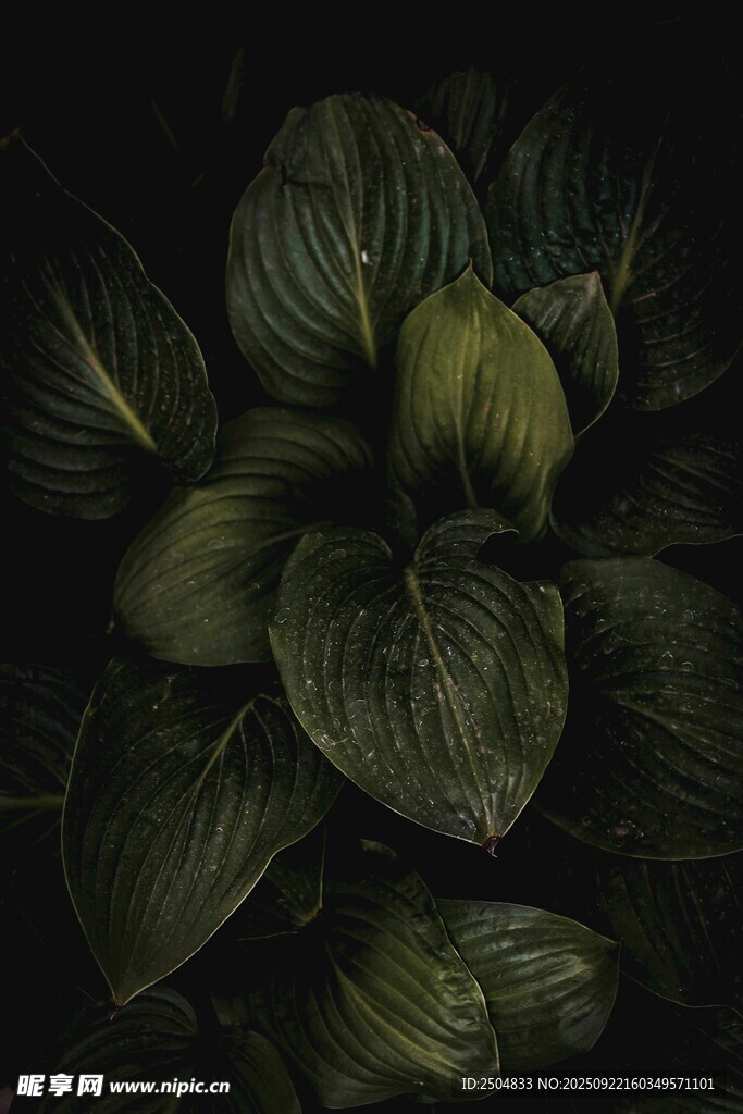 深绿叶片的植物特写