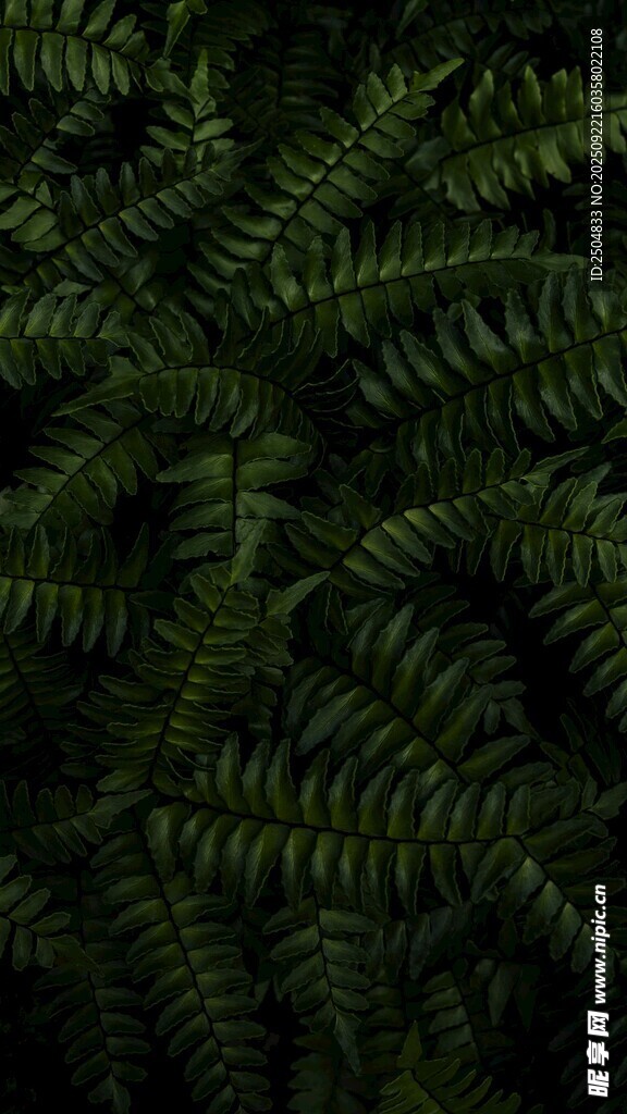 翠绿蕨类植物纹理特写