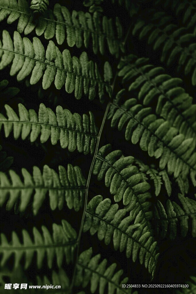 蕨类植物叶片特写