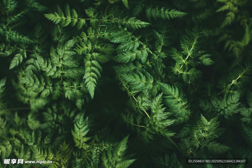 翠绿蕨类植物的自然景致