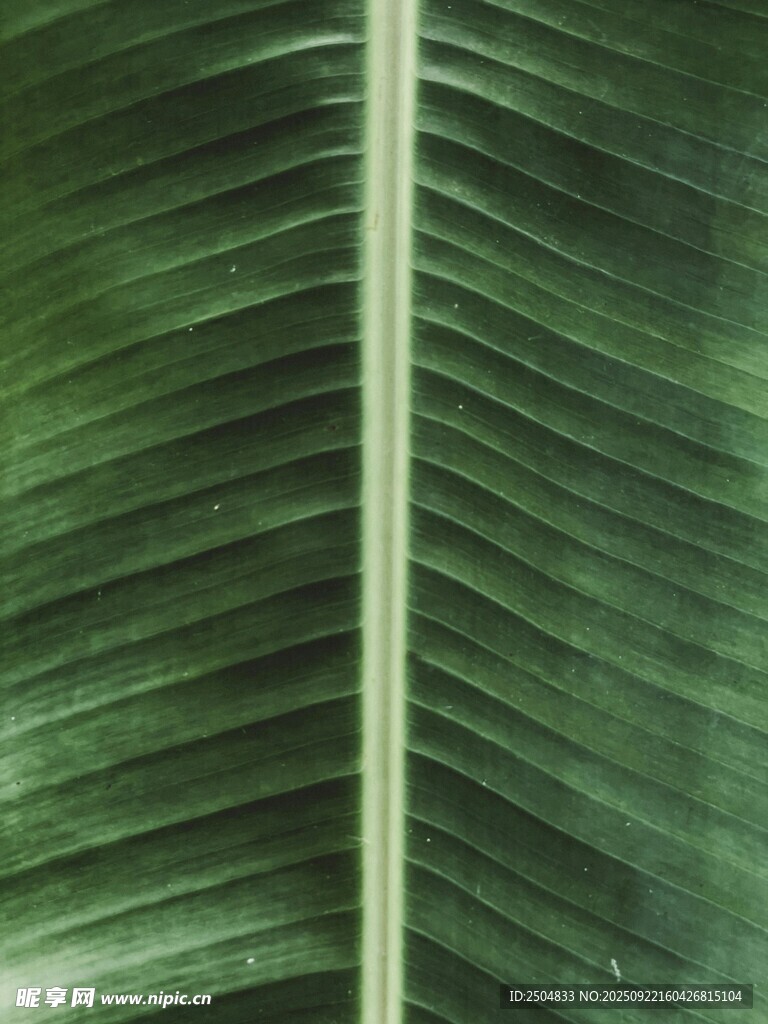 翠绿叶片纹理特写