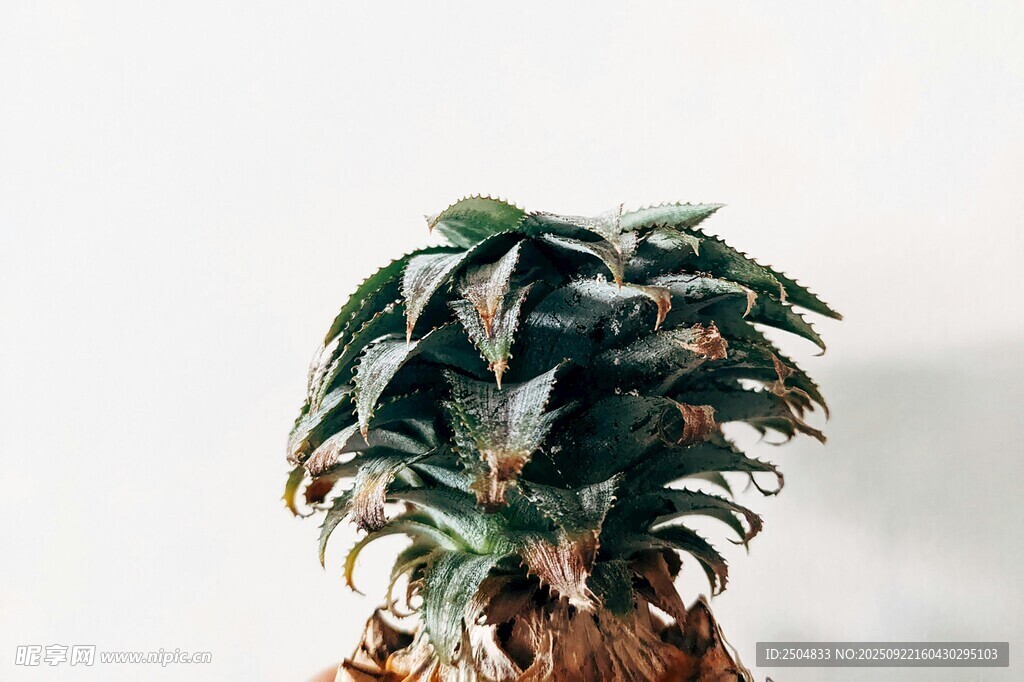 独特造型的绿植特写