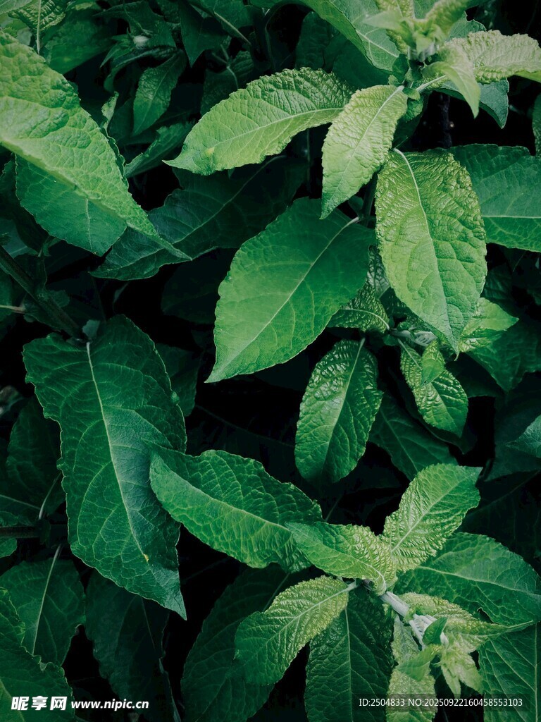 翠绿繁茂的植物叶片
