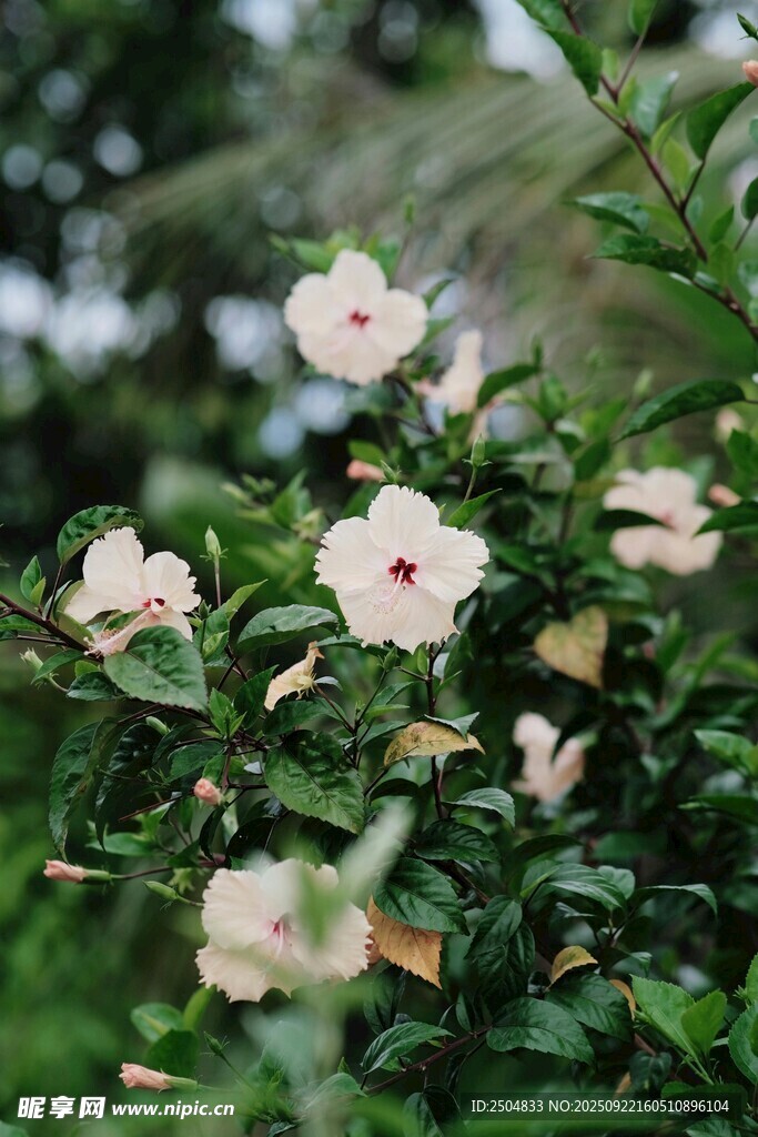 白色木槿花绽放枝头