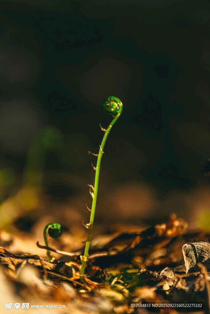 破土而出的嫩绿小蕨苗