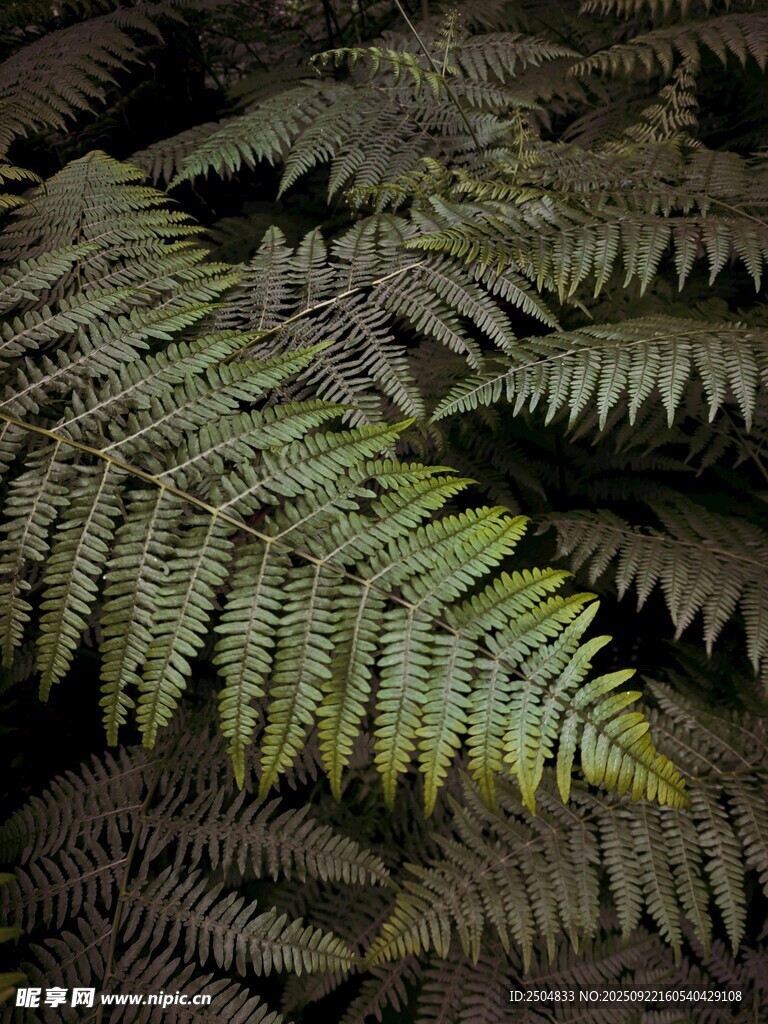 蕨类植物叶片特写