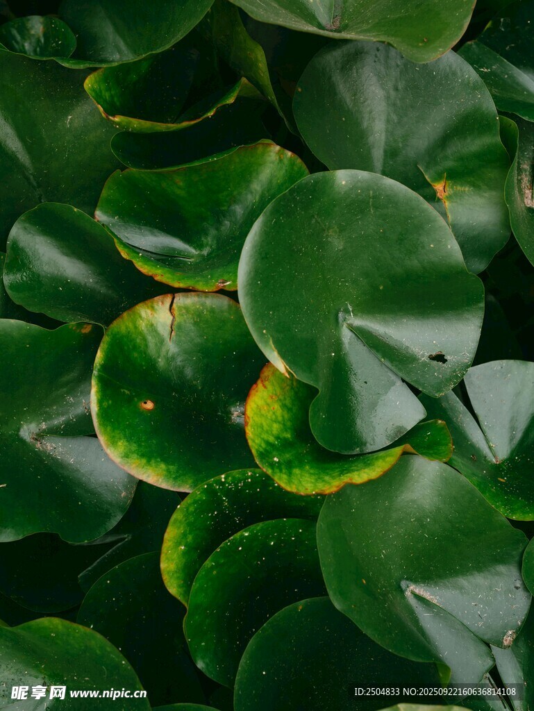 翠绿荷叶特写