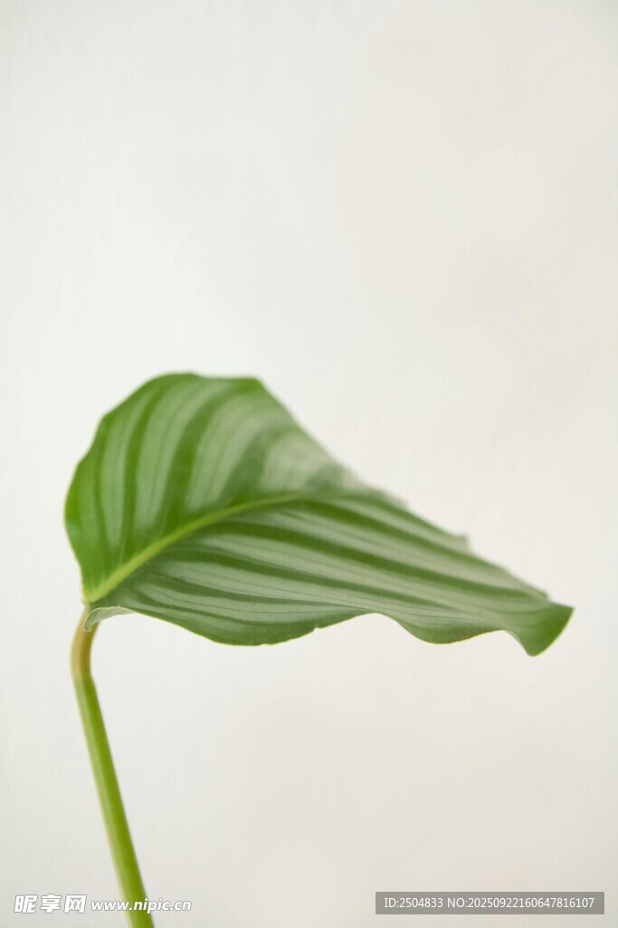 单片翠绿条纹植物叶片