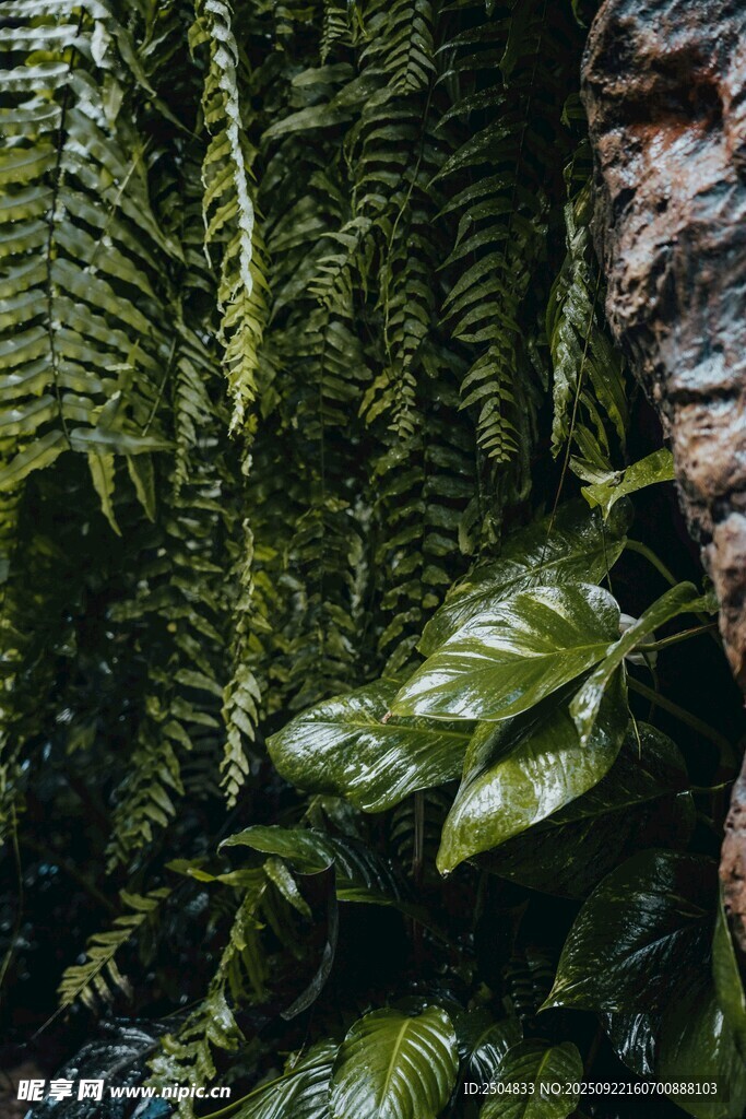 茂密绿植景观