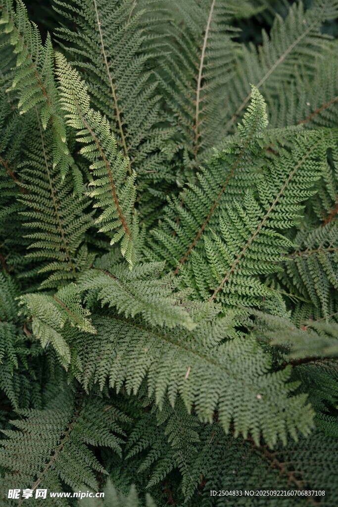 翠绿蕨类植物叶片特写