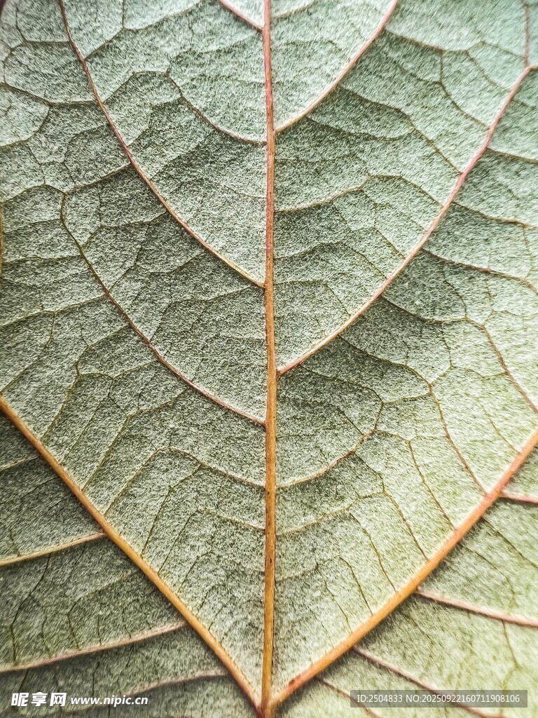 叶脉纹理特写