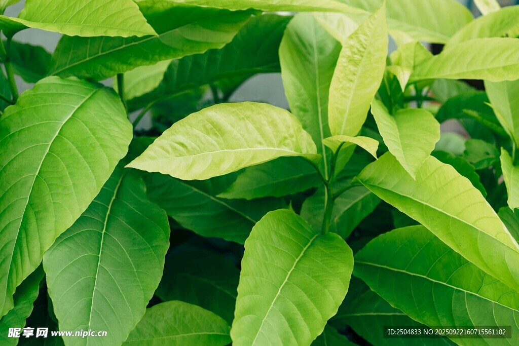 翠绿鲜嫩的植物叶片