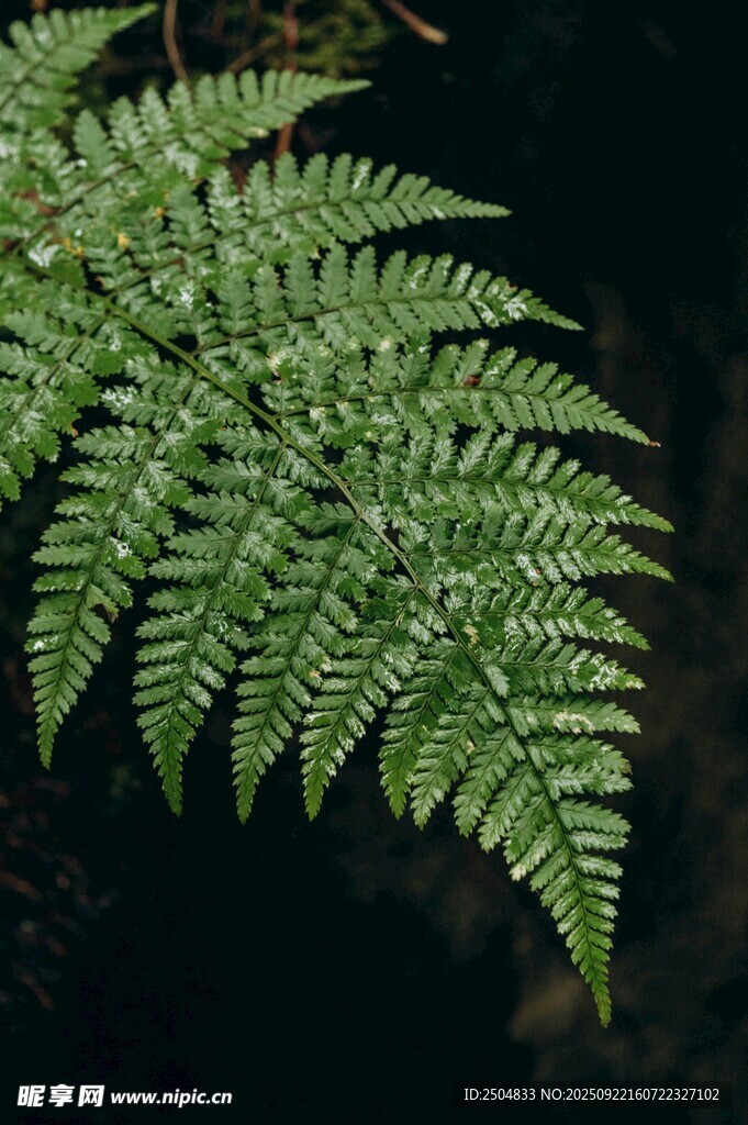 翠绿蕨类叶片特写