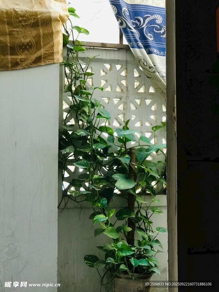 绿植爬满镂空墙面一角