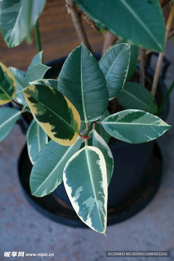 花叶橡皮树盆栽