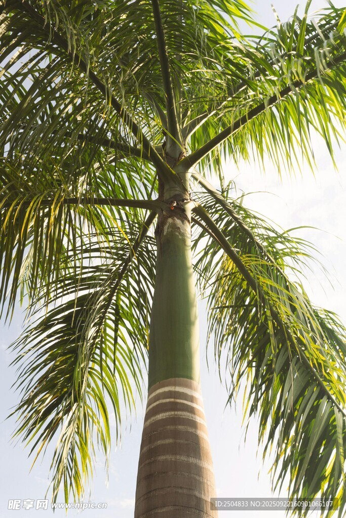 仰视下的高大棕榈树