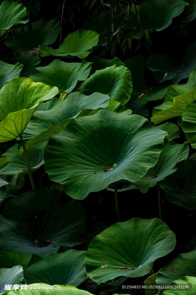 夏日荷叶景观