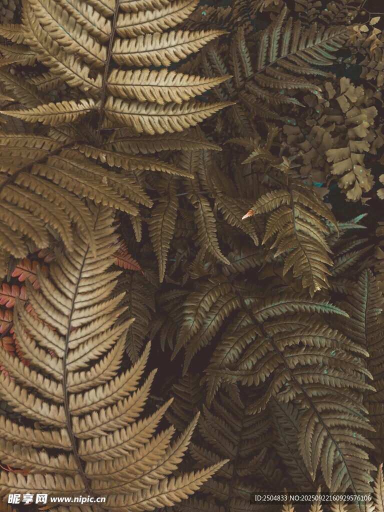 蕨类植物特写纹理图案