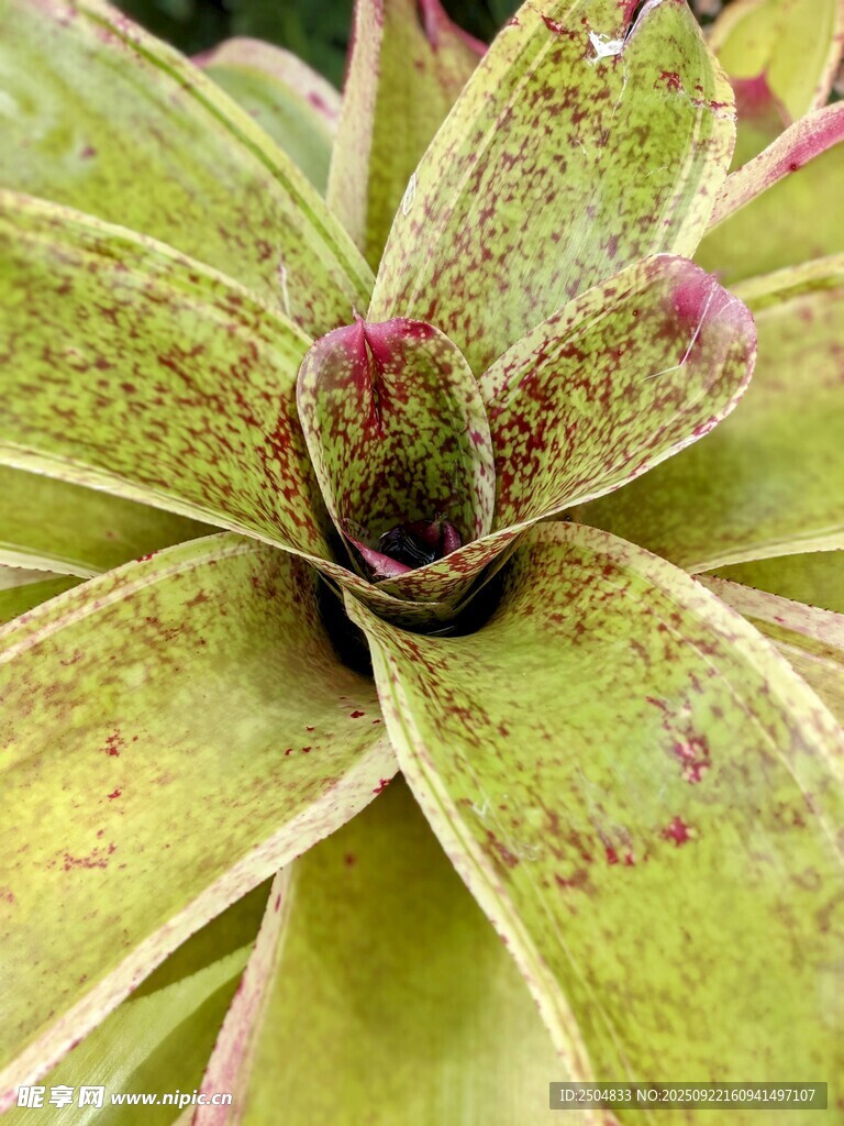 翠绿带粉斑的多肉植物