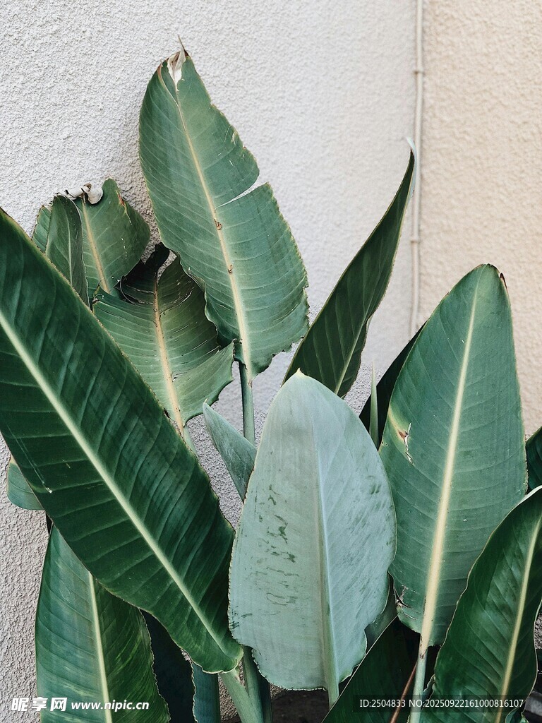 翠绿芭蕉叶 清新自然风